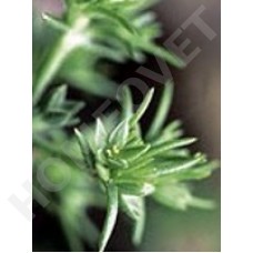 Scleranthus Bachblüten für Tiere