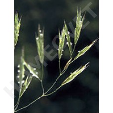 Wild Oat Bachblüten für Tiere
